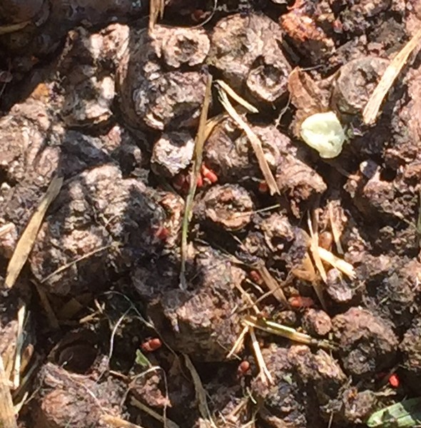 Chinch Bug Nymphs- lawn care hazard in Burlington Ontario